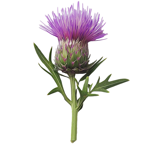Milk Thistle