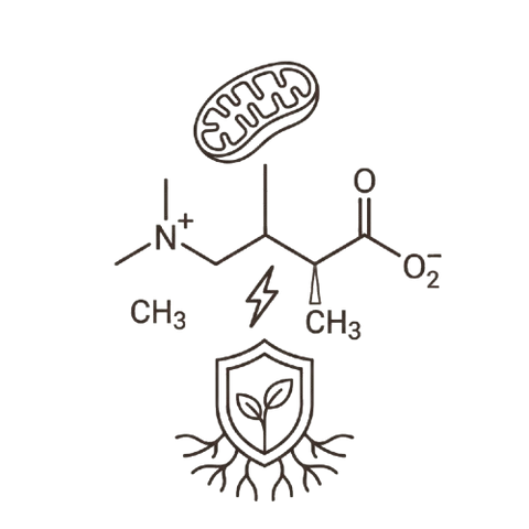 L-Carnitine (1,000 mg)
