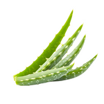 Hoja de aloe vera de primera calidad