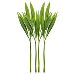 Barley Grass Image