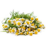 Chamomile Extract Image