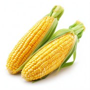 Corn Silk