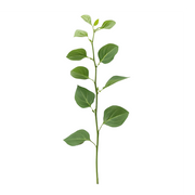 Gymnema Sylvestre