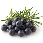 Juniper Berries Image