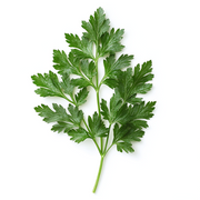 Parsley Extract