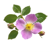 Rosa Canina
