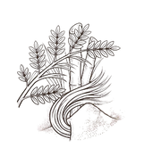 Sugarcane Fiber and Acacia Fiber