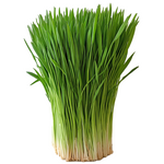 Wheatgrass Image