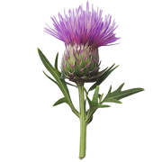 Milk Thistle