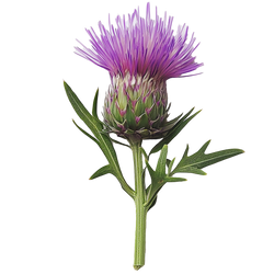 Milk Thistle