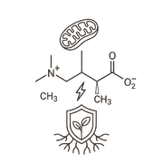 L-Carnitine (1,000 mg)
