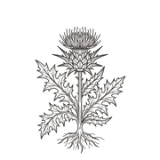 Milk Thistle 