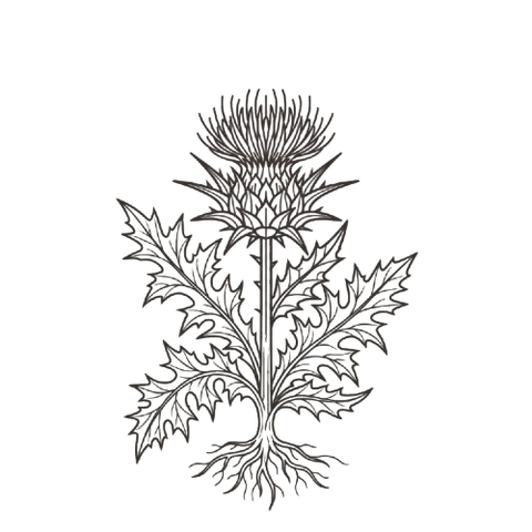 Milk Thistle 