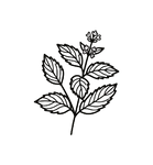 Peppermint Image