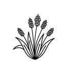 Psyllium Image